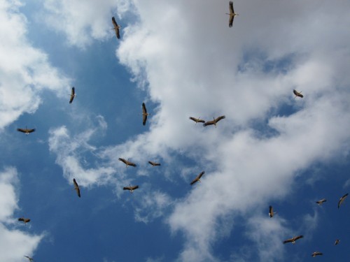 looking up to storks