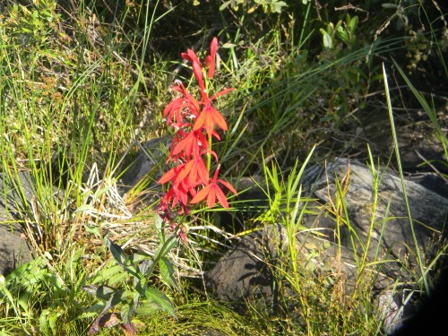 Found it in the Woods 045.JPG