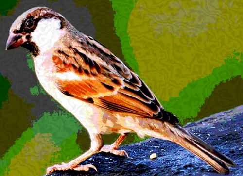 sparrow (1)_original.jpg