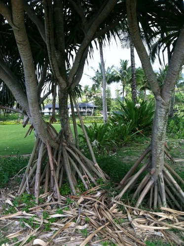 roots =are where you grow=