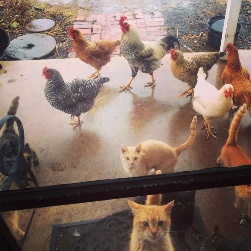 Living confusion, must be chow time???
