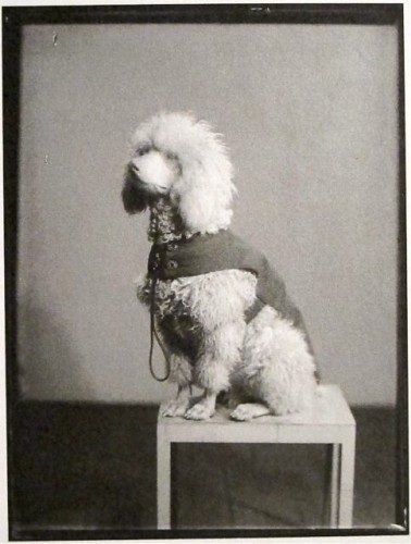 Gertrude Stein's dog by Man Ray