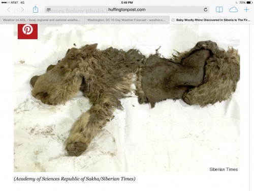wooly baby rhino
