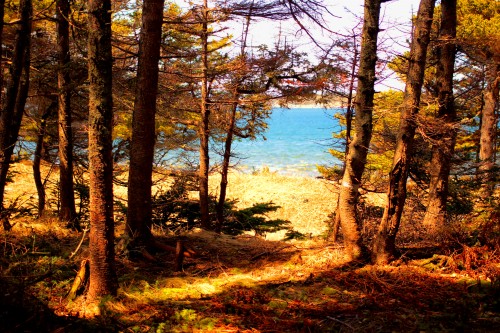 image_trees.JPG