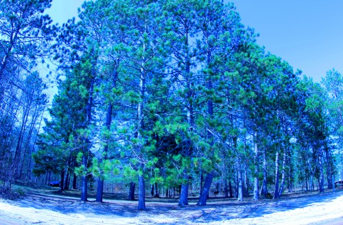 treesonthelake.JPG