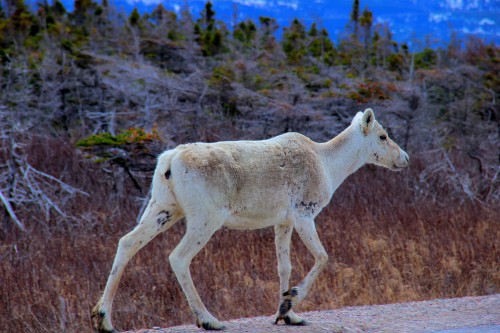 reindeer.JPG