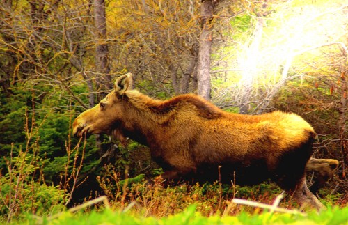 moose.JPG