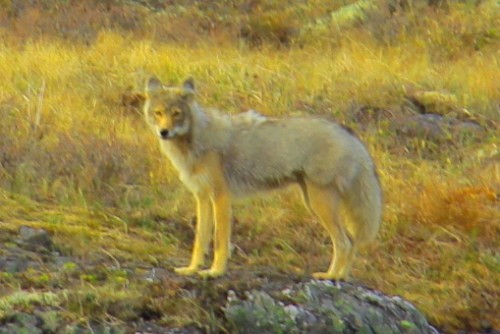 wolf.JPG