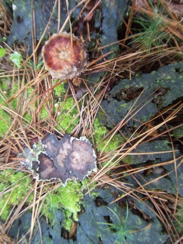 natural art Pokomoke River State Park