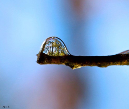 a forest in a droplet on a twig....<br />FB image