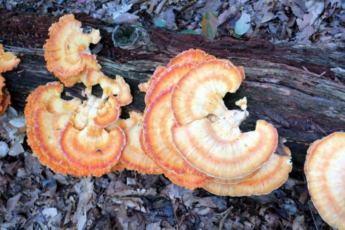 pics from hiking along The Gunpowder River