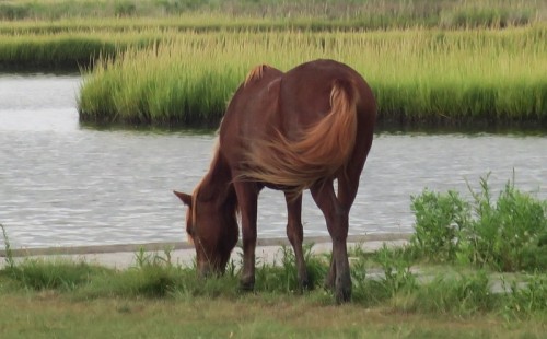 Assateague Island Sept. 2017