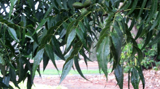 pecan tree, nir-oz first rain