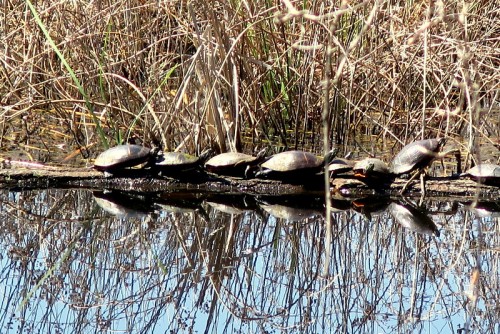IMG_2755.JPG (289.87 KiB) Viewed 1895 times I Am The Turtle Whisperer