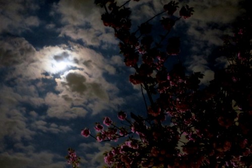 cherryblossoms supermoon johnprine