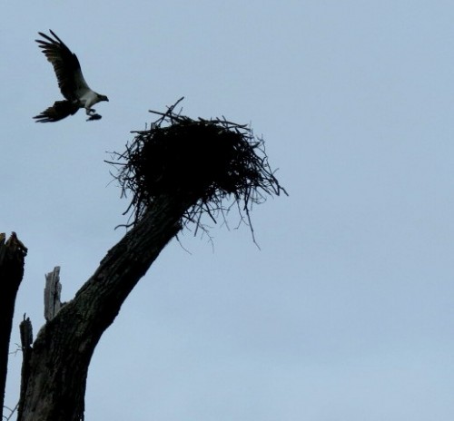 Black Marsh  6-17-20