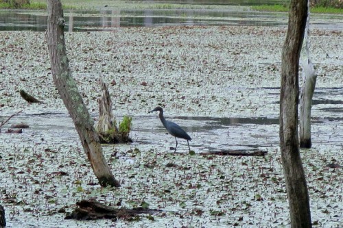 Black Marsh