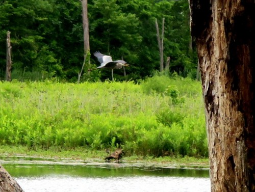Black Marsh 2