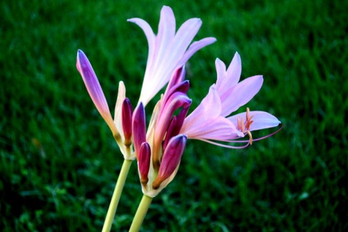 IMG_6421.JPG (96.34 KiB) Viewed 2166 times nature smiles