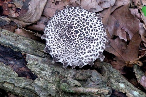 wild mushroom, Marshy Point