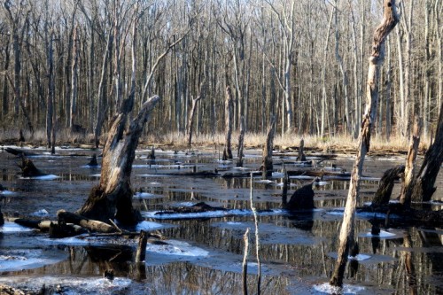 Black Marsh...Dec 28 2020