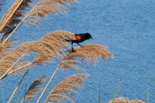 IMG_2073.JPG (152.9 KiB) Viewed 1887 times redwing blackbird on Memorial day