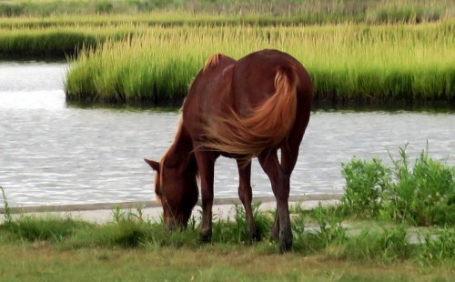 The wild horses of Assateague Island