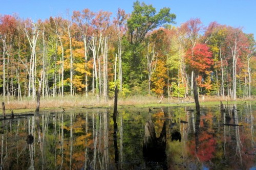 IMG_4852.JPG (181.43 KiB) Viewed 1990 times The Black Marsh...North Point State Park