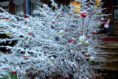 IMG_6010.JPG (177.87 KiB) Viewed 2127 times bush I decorate in front of my house