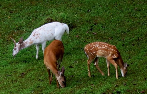 IMG_8870.JPG (148.93 KiB) Viewed 3134 times A Piece of Found Art I'd Say.....a rarity...Piebald Deer with friends