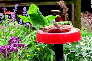 garden guests...2020