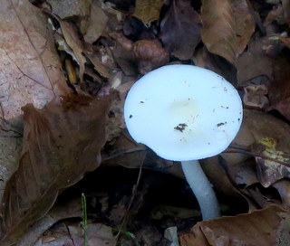 Sweathouse Trail....Big Gunpowder...10-6-19