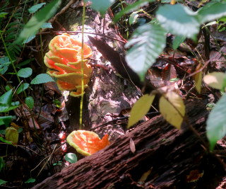 glen ellen trail...loch raven...9-20-21