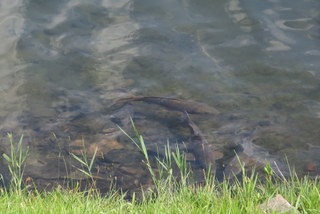 the Chesapeake Bay is nearby as well<br />about a 25 minute drive