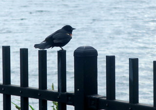 another shot of a redwing blackbird