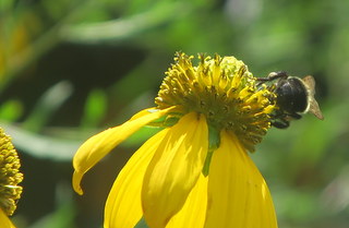 backyard abuzz yesterday