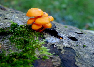 color, shape, texture