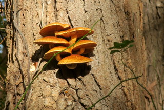It's true...I am a Fungi