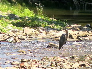 maybe change name to Heron Run