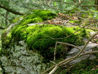 Sweathouse Trail